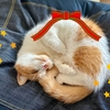 愛猫と楽しむバーチャルクリスマスコスプレ♪