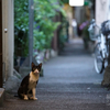 今日のねこ