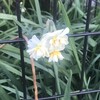 水仙