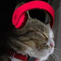何でも再発見！＆💛 猫と生活💛