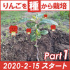 りんごの種を発芽させて栽培！３年１か月４日経過 順調に育ってる。（2020年２月15日スタート分part１）【種編】