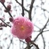 福井神社遠征～気比神宮（付・御上神社、白髭神社、天孫神社、甲斐一宮浅間神社、酒折宮の起源について）