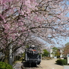 Ｄ５１８２２と桜（松任駅）