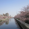 大横川の桜