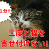 室内犬でも効果アリ?!二度と野良猫を寄せ付けない裏技とは