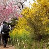 百花繚乱の花見山公園へ｜福島県福島市