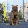 トーチャンとお散歩