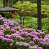 三室戸寺