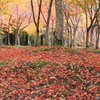 Thurs.　紅葉狩り・旭川ダム