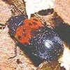 アカオビカツオブシムシ県内で初確認