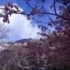 空木岳③ 空木平分岐点～山頂