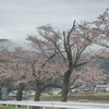 何日か前の美並の桜