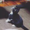 かわいい子猫の飼い主さん、募集します！