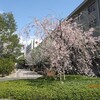 128桜が咲いた
