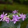 紫陽花