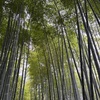 【梅雨ライド、どうしてますか？】走れない日こそZwiftで“汗ライド”が最高なんだけど…