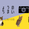 ねこ写真　〜3にゃんずの今日の一枚〜　(12月10日)