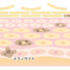 肌の生まれ変わり「ターンオーバー」のメカニズム
