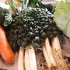 （月一度の楽しみ）牛尾武博さんの野菜が届きました