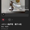 アフリカ＆メキシコ亀甲竜の成長