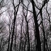 冬の朝の淵の森の木と男