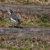 本日（1/28）の鳥見