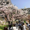 造幣局桜の通り抜け 2024 予約方法（スマホ画面写真付き）