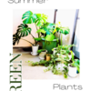 暑さに負けない観葉植物（Ｇｒｅｅｅｅｅｅｅｎ）たち...寒さに負けたり、株分けされたり...一思いに間引かれたり...「ただいま元気もりもり♪」