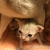シンガプーラのつぶちゃんbaby♡お目目が開きました♡