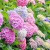 6月6日は紫陽花の日！小学生が驚くあじさいのおもしろ雑学と由来