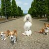 バーディ君が虹の橋に