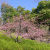 河津桜とヒヨドリ
