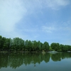 新緑の季節　静かな水面　メタセコイア