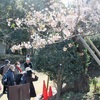 見ごろの「玉縄桜」 ～大船観音へ　ウオーキング協会例会