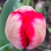 （紹介：植物）バルブガーデン2022春の八重咲きチューリップを紹介します