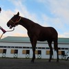 今週は大挙5頭が出走