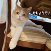 雨田甘夏、酸素です。【猫と開口と牙事情】