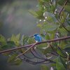 ヒメアオカワセミ(Small Blue Kingfisher)