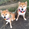 最近のまとめ