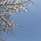 桜2023