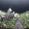 ミスト式水槽その３