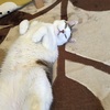 さんたとノエルはかわいい