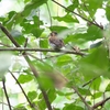 Rufous-sided Broadbill ワキアカアフリカヒロハシ