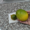 レモンとメロン