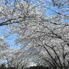 公園の桜