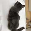 猫の鼻腔内リンパ腫㊹ カーヤとの時間は‥