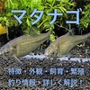 マタナゴの特徴・外観・飼育・繁殖・釣り情報を詳しく解説！