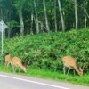 鹿肉ステーキはウマかった  “すあま”は美味いのか？