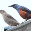 野鳥友の会