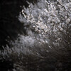 Nature snap #51